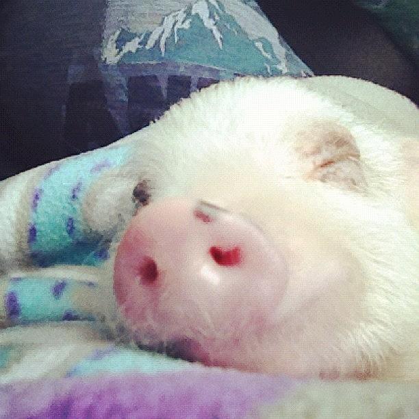 Pig Photograph - #pigspam by Adriana Ospina