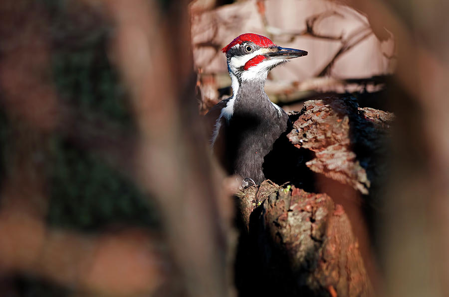 Pilated Woodpecker Photograph by Terry Dadswell