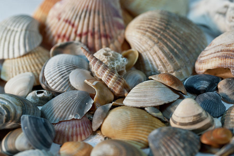 Pile of Seashells Photograph by Wilma  Birdwell