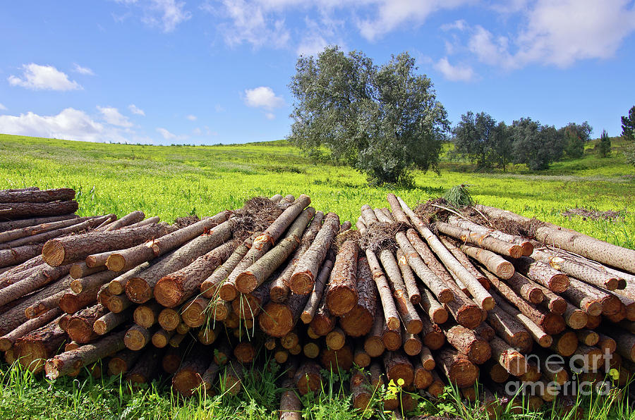 Nature Photograph - Pile of trunks by Carlos Caetano