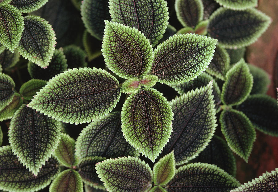 Nature Photograph - Pilea moon Valley Foliage by Bob Gibbons