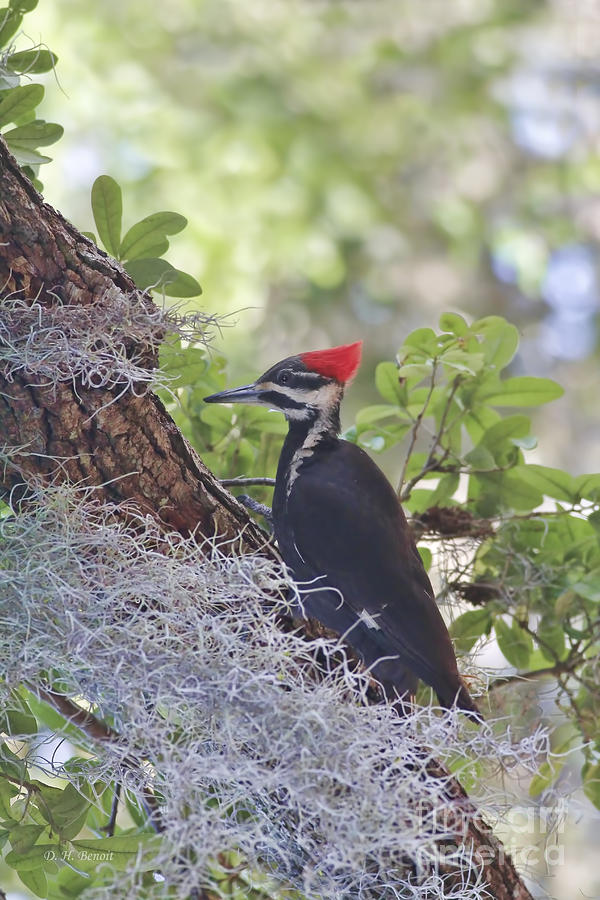 Woodpecker Photograph - Pileated In The Moss by Deborah Benoit