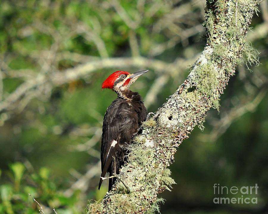Pileated Woodpecker Photograph - Pileated Papa by Al Powell Photography USA