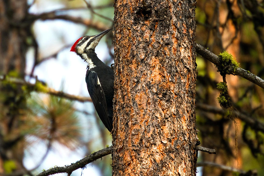 Pileated Woodpecker - Dryocopus pileatus Photograph by Merle Ann Loman ...