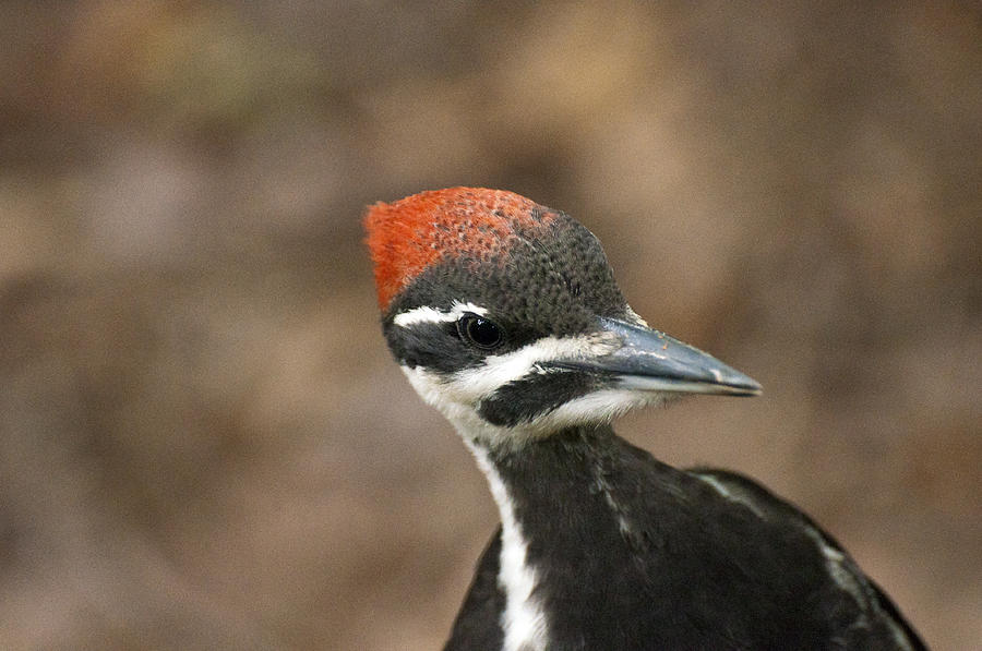 Pileated Woodpecker 2 Photograph by Glenn Gordon