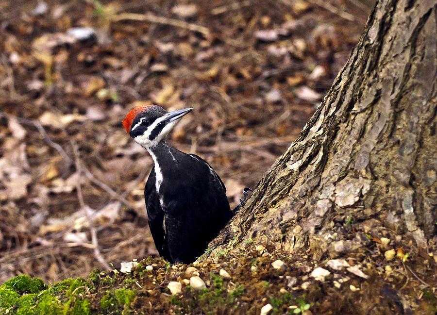 Pileated Woodpecker 3 Photograph by Glenn Gordon