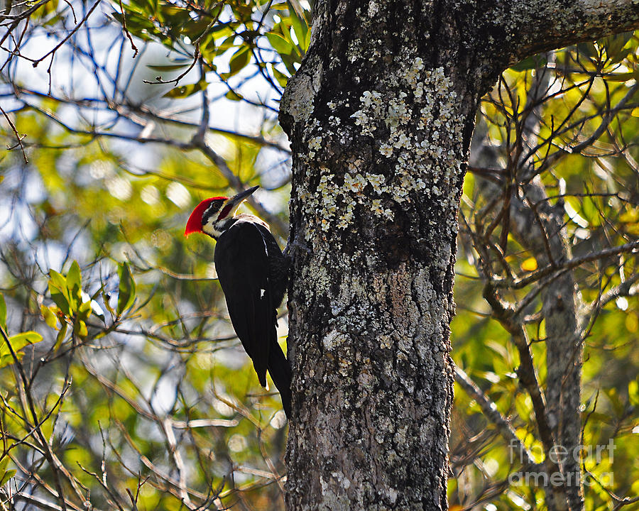 Pileated Woodpecker Photograph - Pileated Woodpecker by Al Powell Photography USA