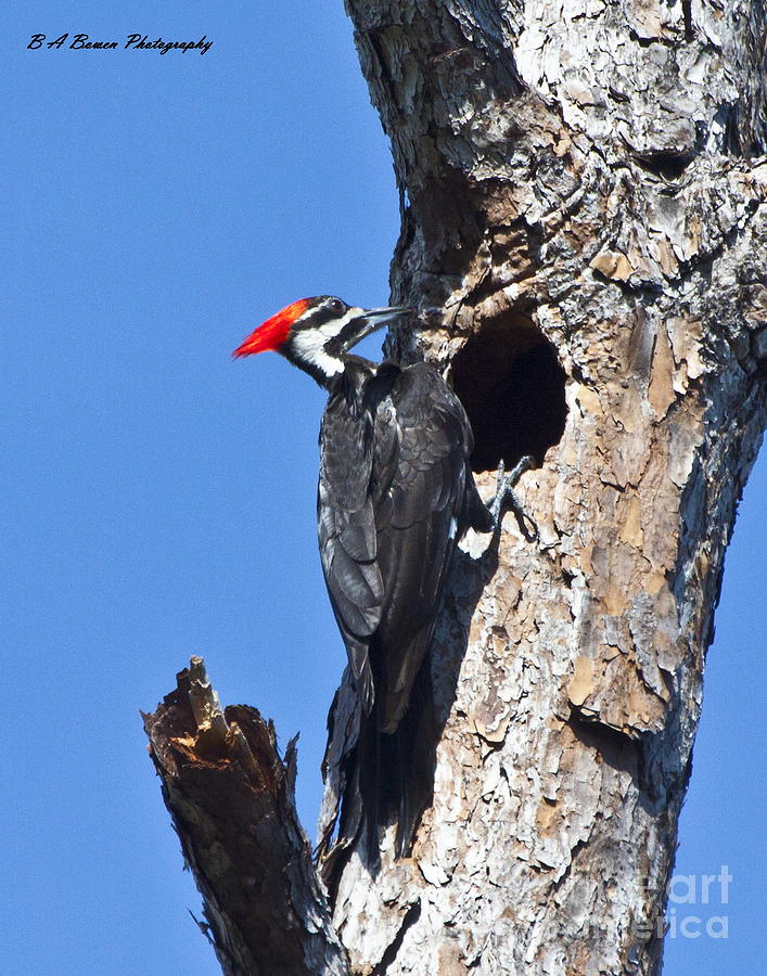 Woodpecker Photograph - Pileated Woodpecker by Barbara Bowen
