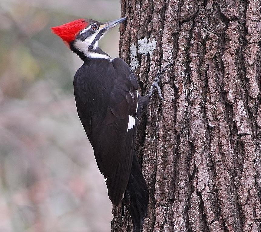 Woodpecker Photograph - Pileated woodpecker by David Campione