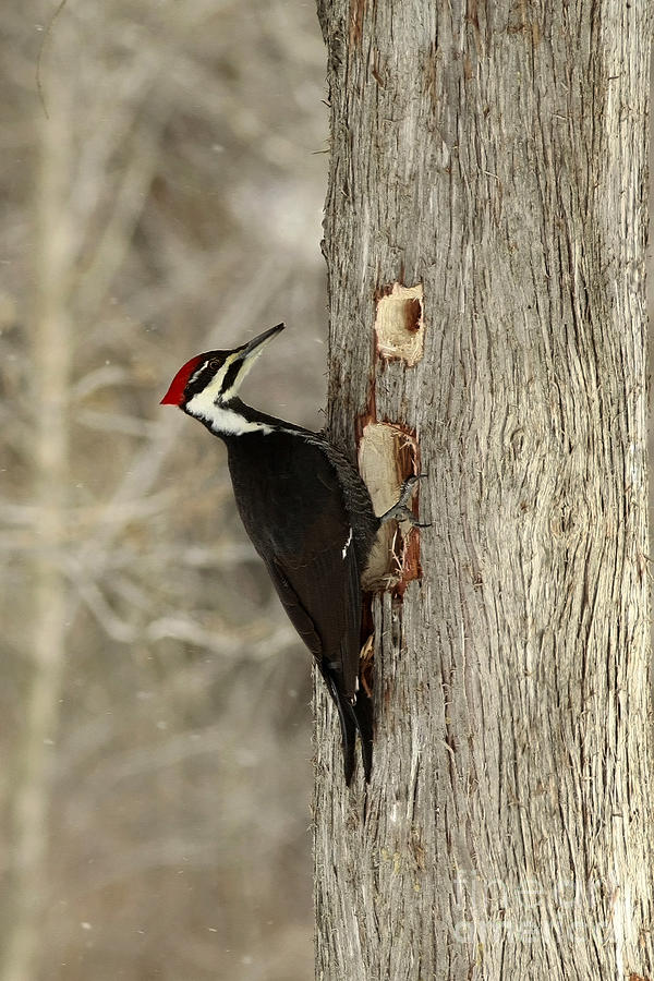 Pileated Woodpecker Excavating a Cedar Tree Photograph by Inspired ...