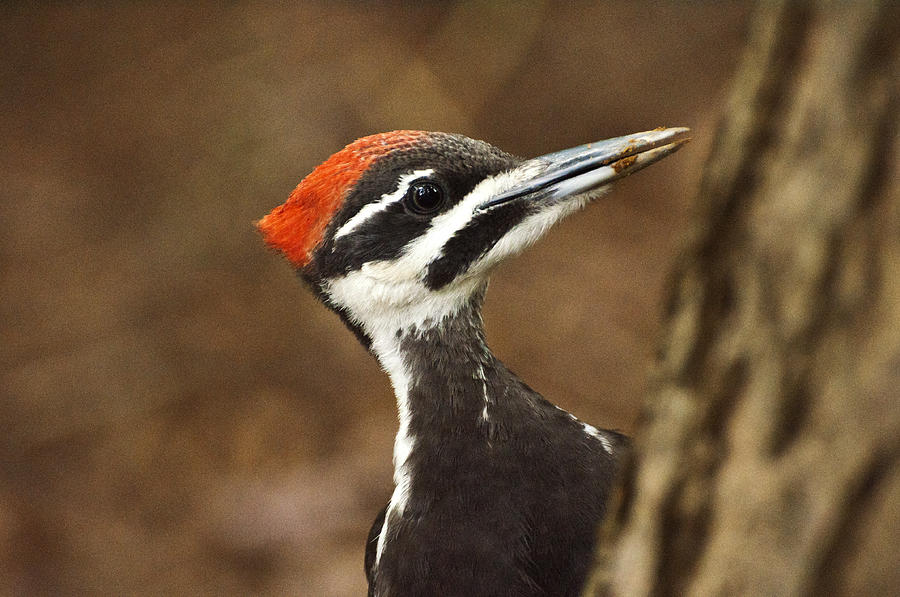 Pileated Woodpecker Photograph by Glenn Gordon