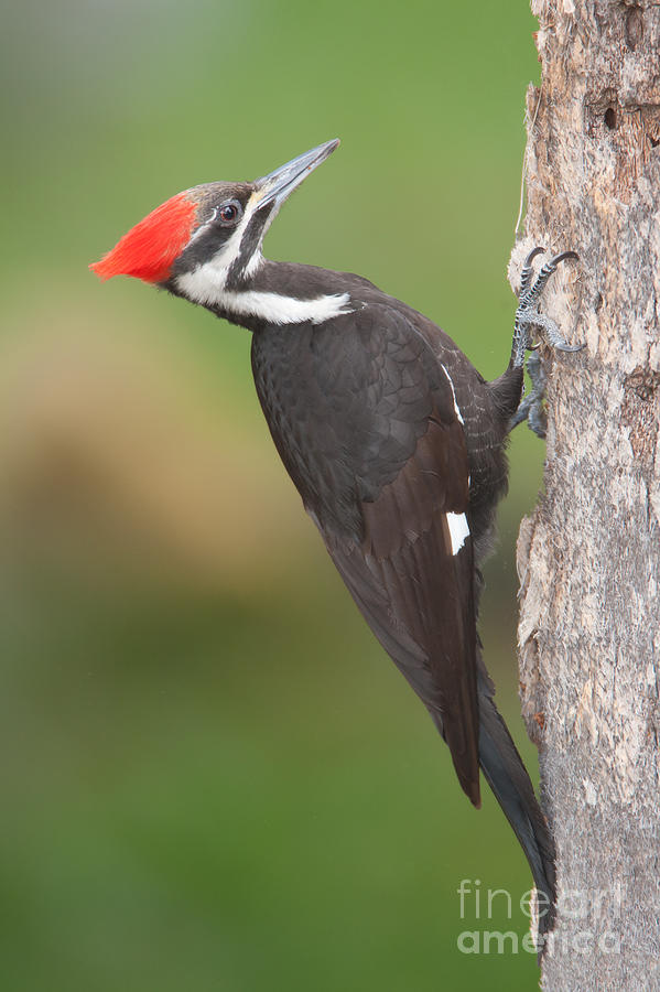 Pileated Woodpecker I Photograph by Clarence Holmes