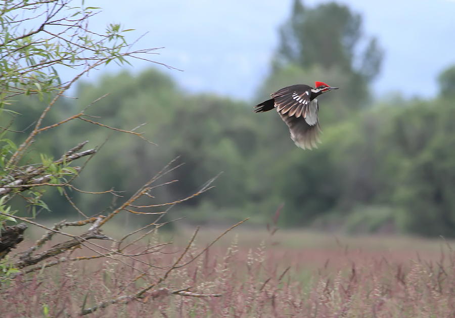 Woodpecker Photograph - Pileated Woodpecker in Flight by Angie Vogel