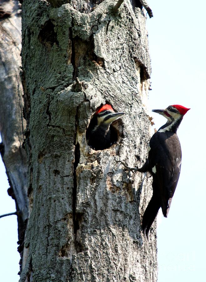 Pileated Woodpecker Photograph by Jack R Brock