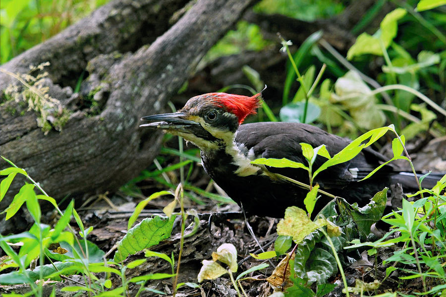 Pileated Woodpecker Photograph by Larry Parker