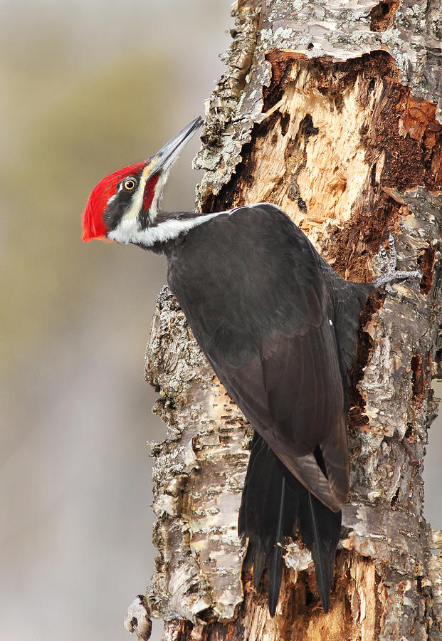 Woodpecker Photograph - Pileated Woodpecker by Mircea Costina Photography
