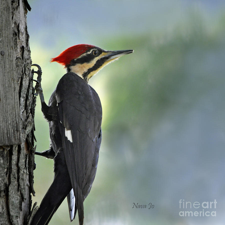 Pileated Woodpecker Photograph by Nava Thompson