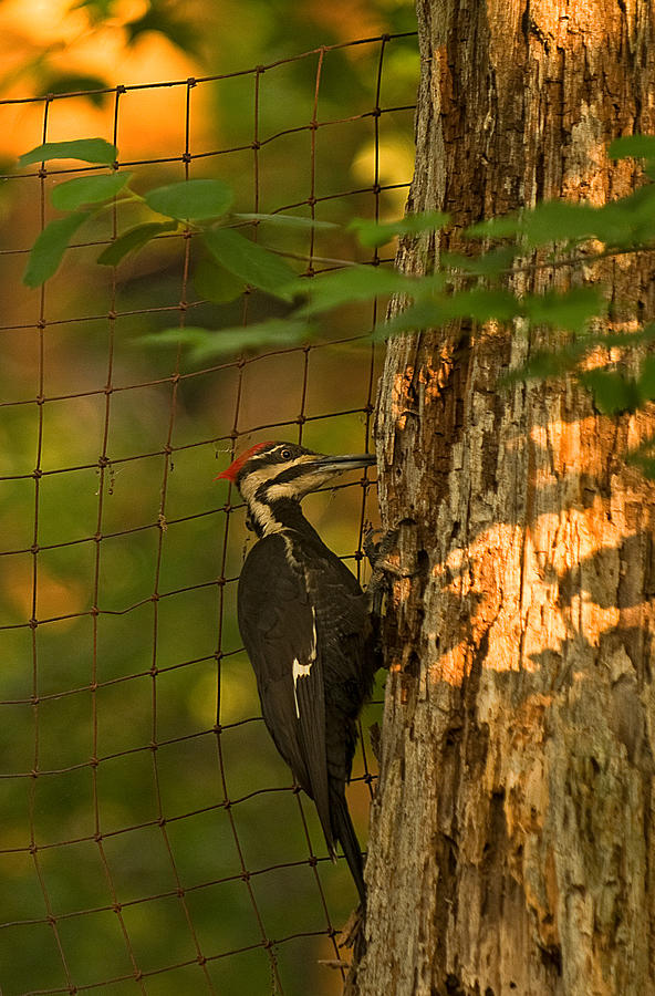 Pileated Woodpecker Photograph by Paul Mangold