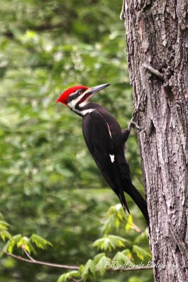 Pileated Woodpecker Photograph by PJQandFriends Photography