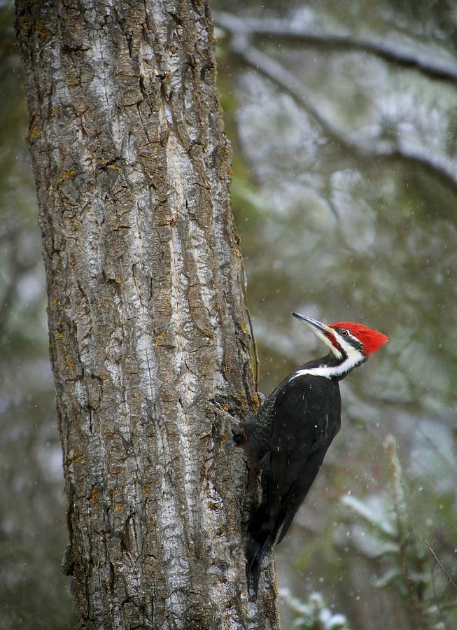 Pileated Woodpecker Photograph