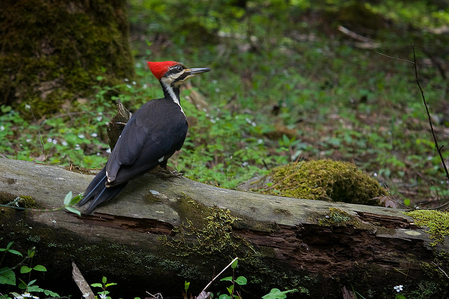 Woodpecker Photograph - Pileated Woodpecker by Roger Phipps