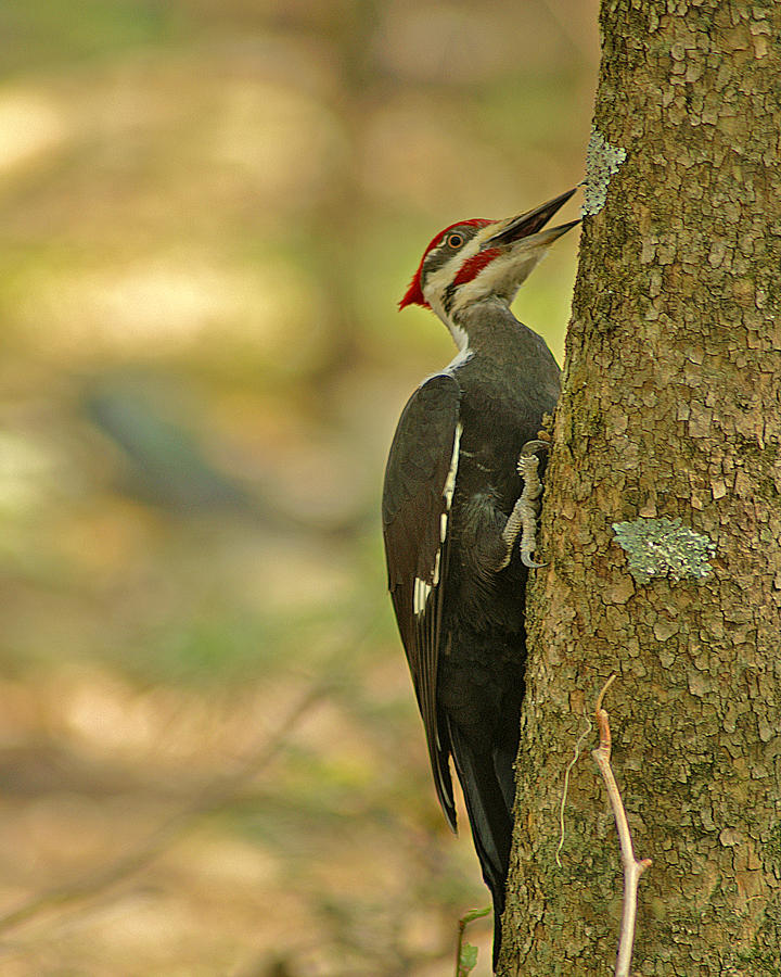Pileated Woodpecker Photograph by TnBackroadsPhotos 