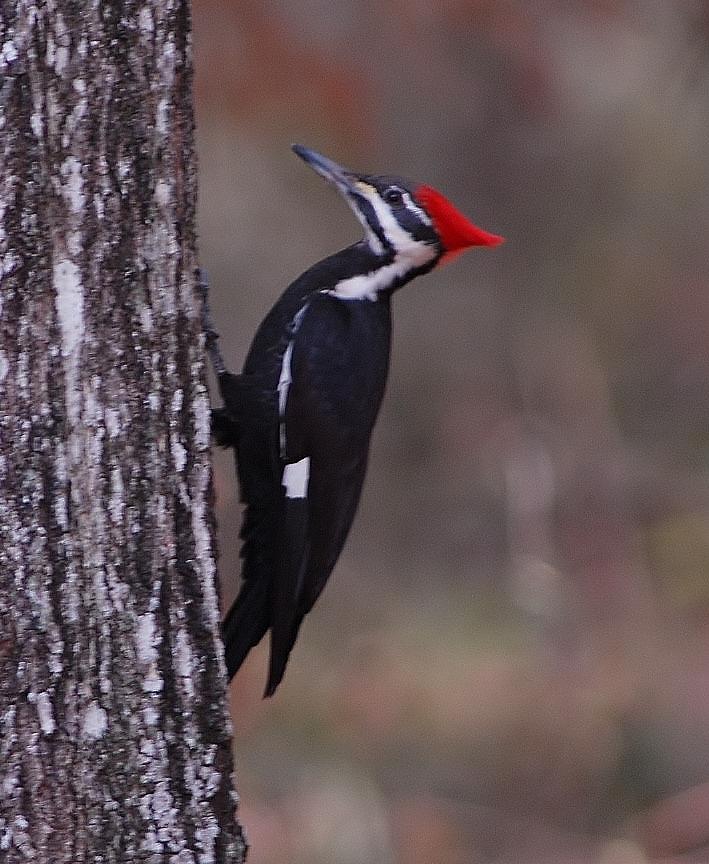 Pileated woodpecker young Photograph by David Campione