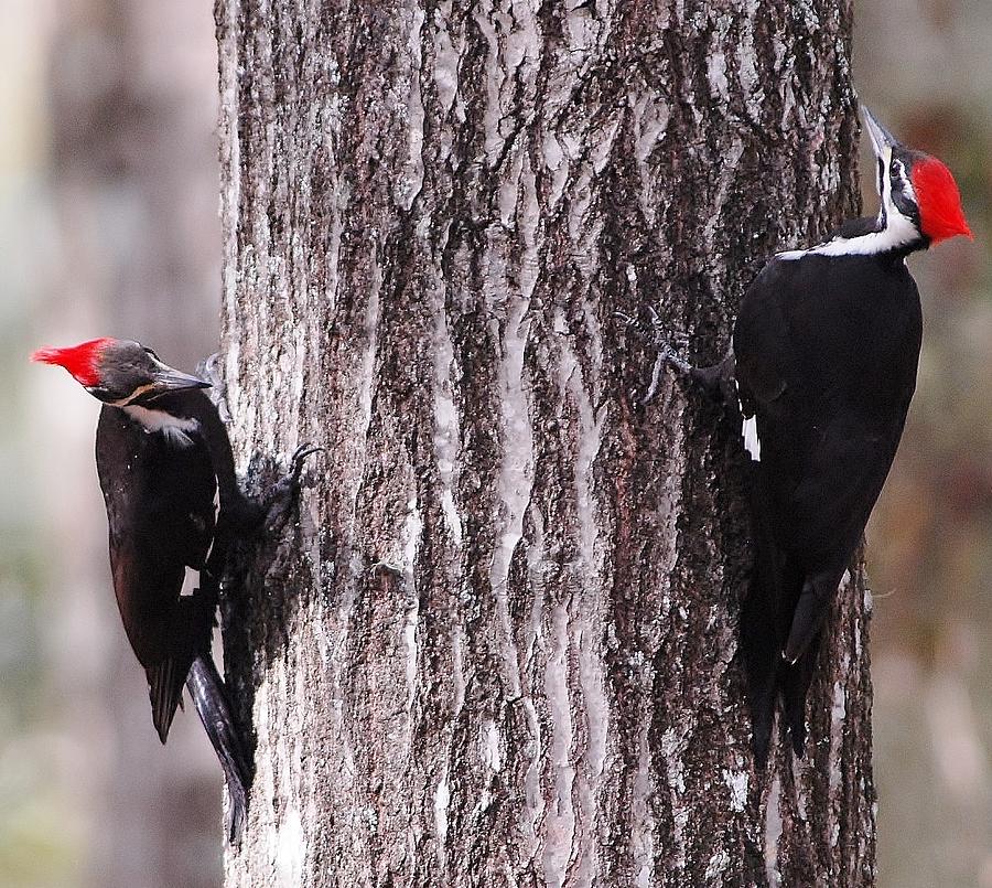 Pileated woodpeckers Photograph by David Campione