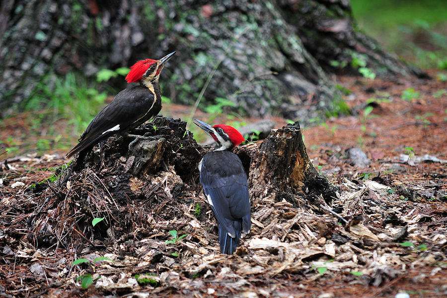 Pileated Woodpeckers Photograph by Roger Phipps - Fine Art America