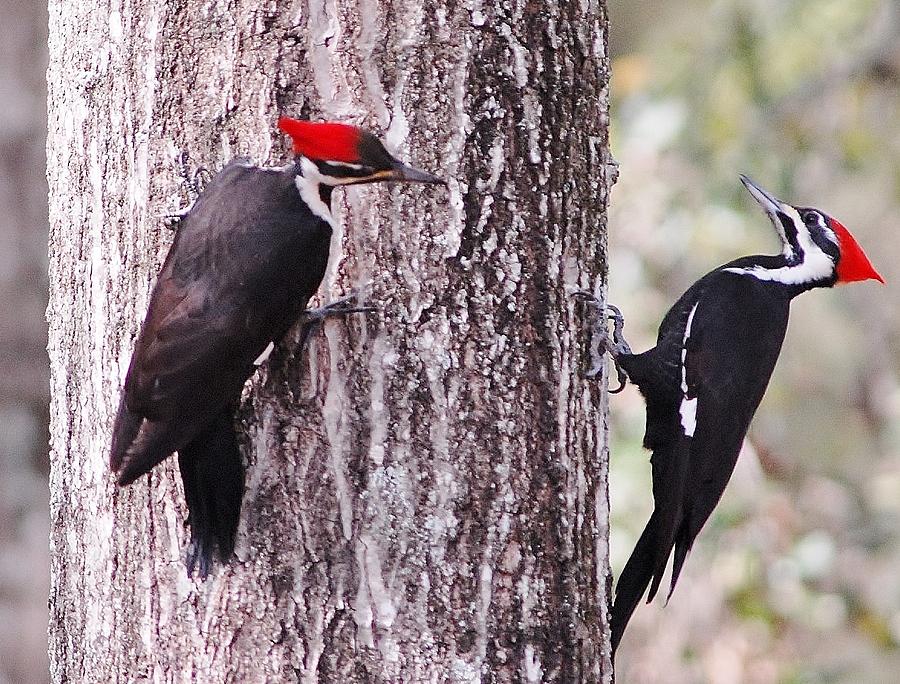 Pileated woodpeckers young Photograph by David Campione