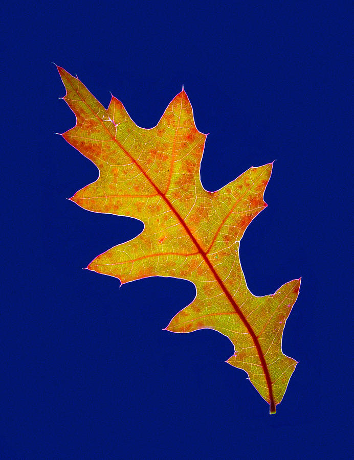 Pin Oak leaf Photograph by Jean Noren