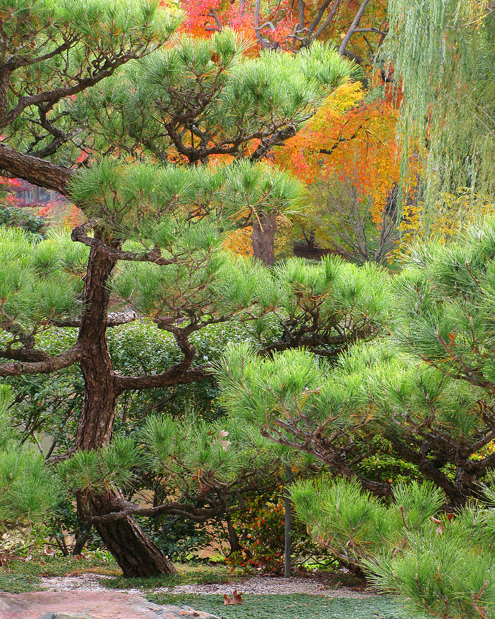 Pine and Autumn Colors in a Japanese Garden II Photograph by Greg
