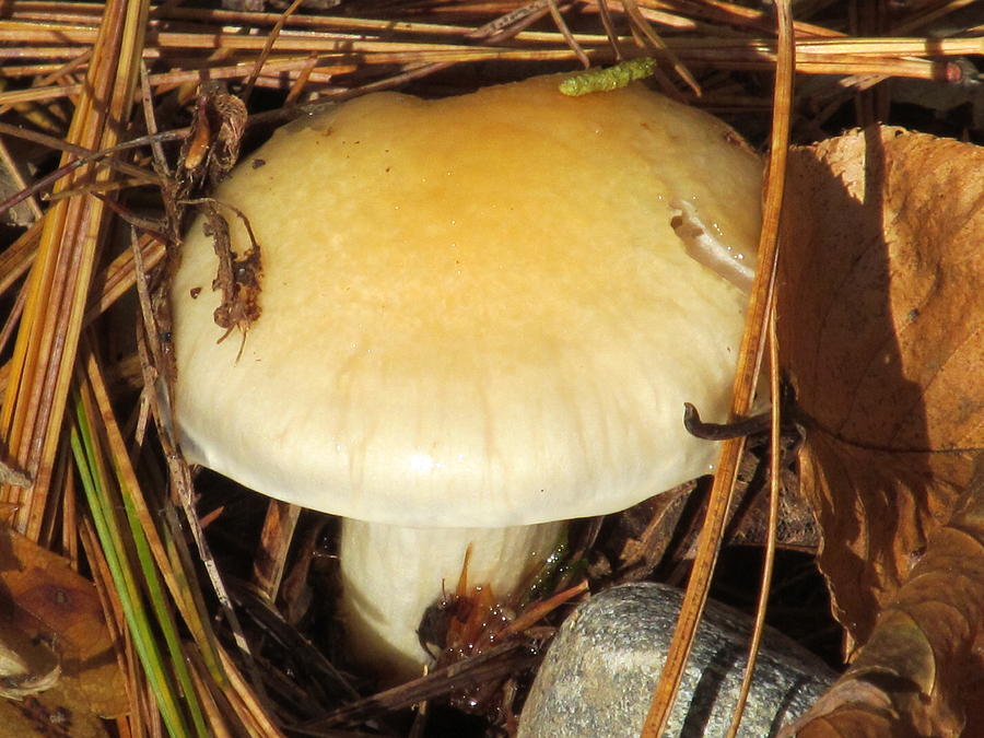 Pine and Mushroom Photograph by Loretta Pokorny