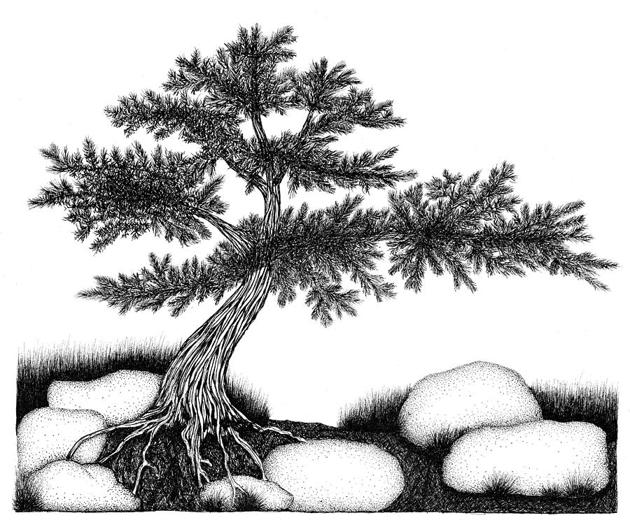 Nature Drawing - Pine and Stone by Jason Carroll