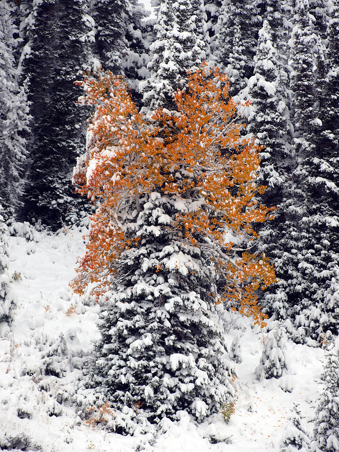 Pine Aspen Or Quaking Fir Photograph by DeeLon Merritt