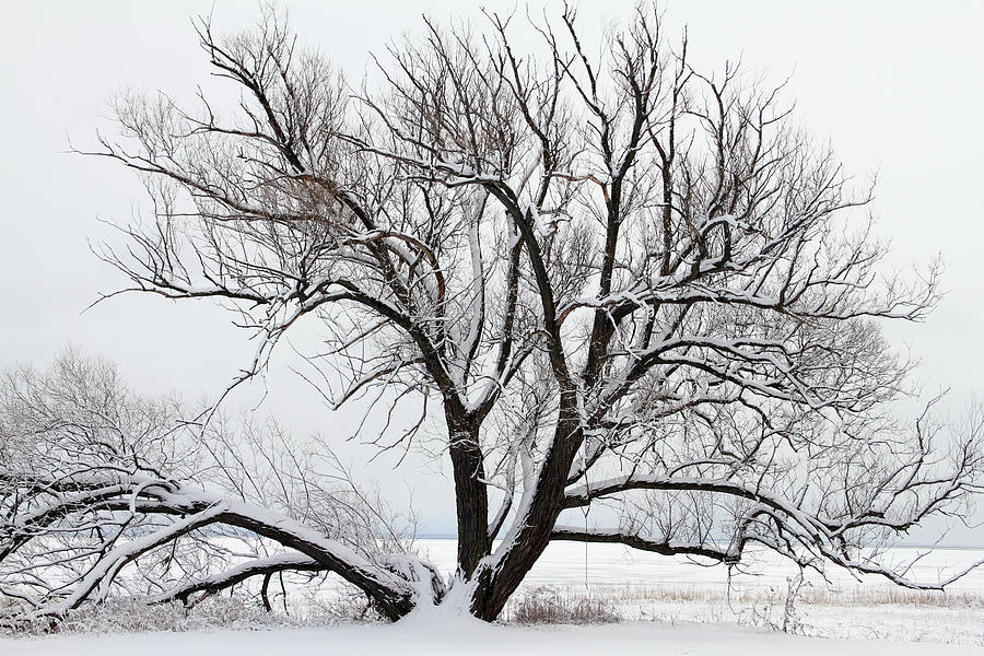 Pine Beach Tree in Winter Photograph by Mark J Seefeldt