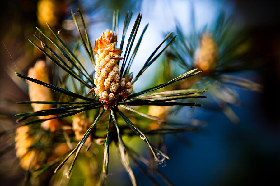 Pine Cone and Needles Photograph by Joseph Bowman