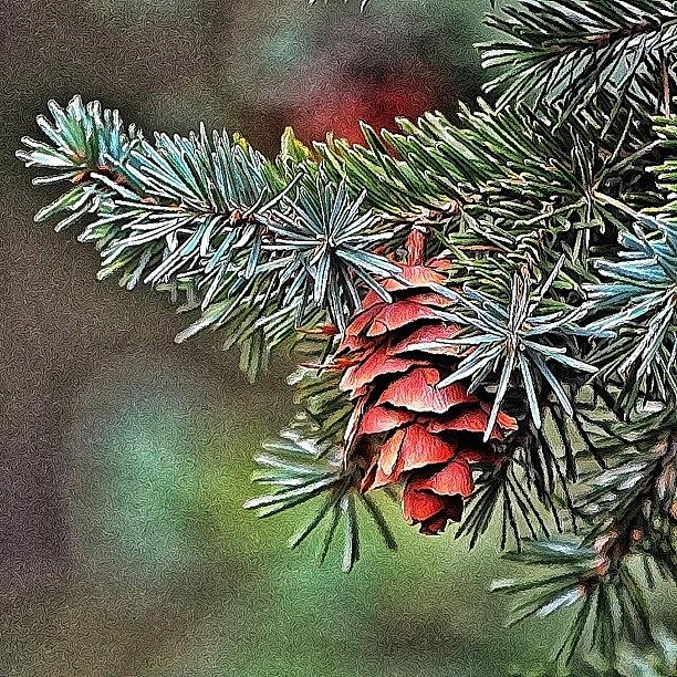 Pine Cone And Tree Photograph by Najat Husain