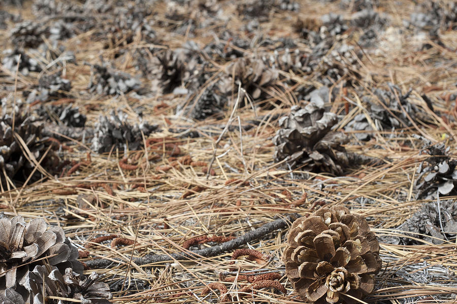 Pine Cone Dream Photograph by Maureen Bates Fine Art America