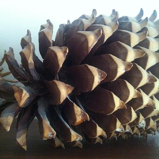 Nature Photograph - Pine Cone #finland #outside #nature by Kristin Archie