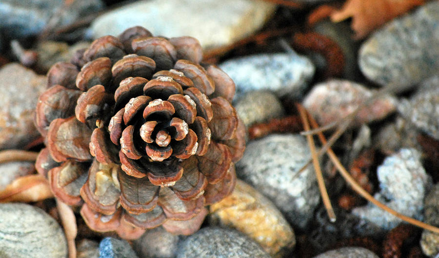 Pine Cone in the Rocks Photograph by Amee Cave