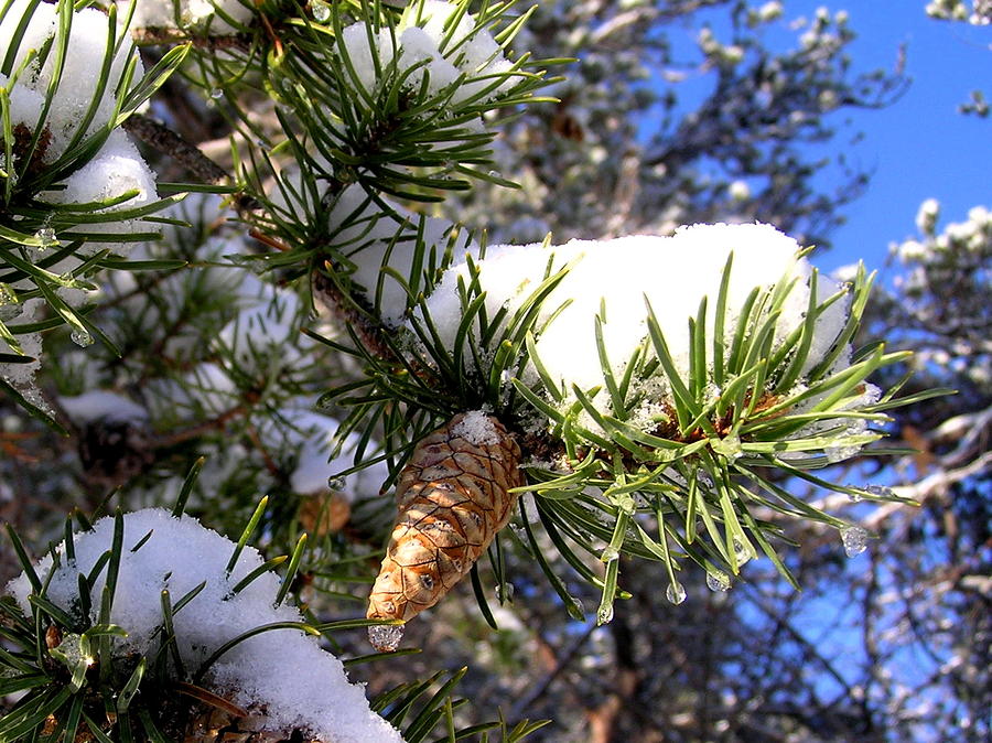 Pine Cone in Winter Photograph by Peter DeFina