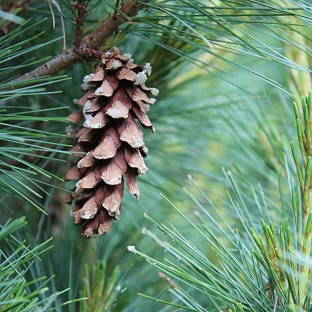 Plants Photograph - Pine Cone by Jason Feather