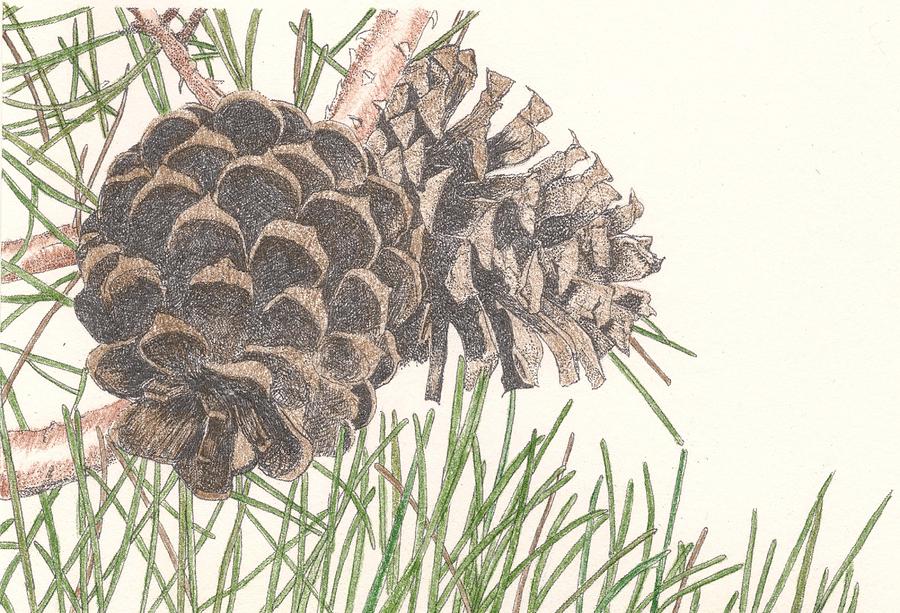Nature Drawing - Pine Cone by Marci Mongelli