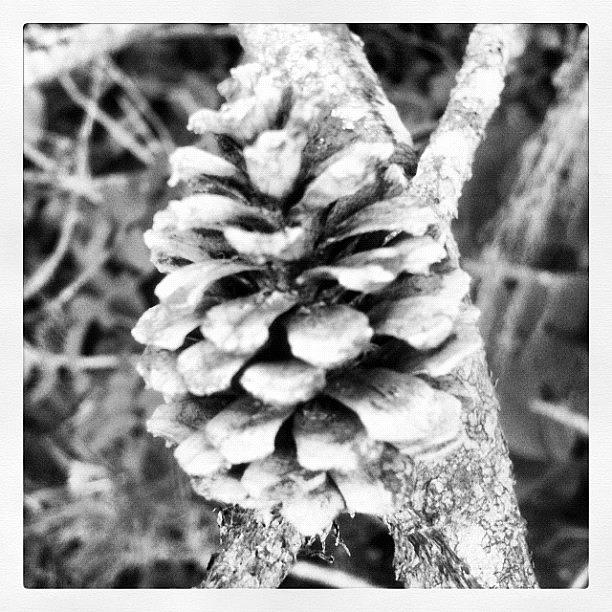 Pine Cone Photograph by Megan Smith