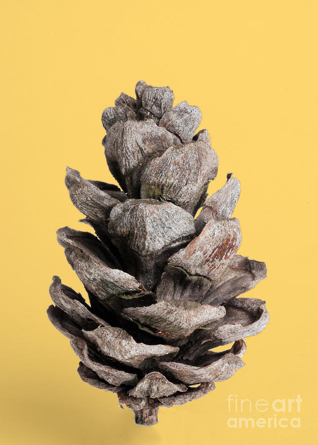 Flora Photograph - Pine Cone by Photo Researchers, Inc.