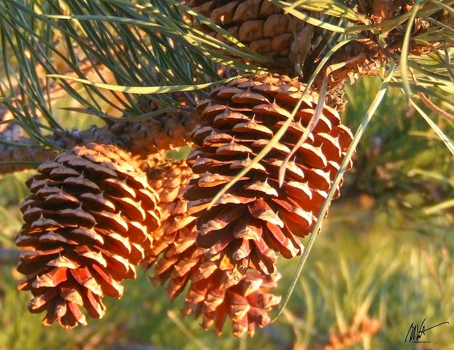 Pine Cone Sunset - Greeting Card Photograph by Mark Valentine