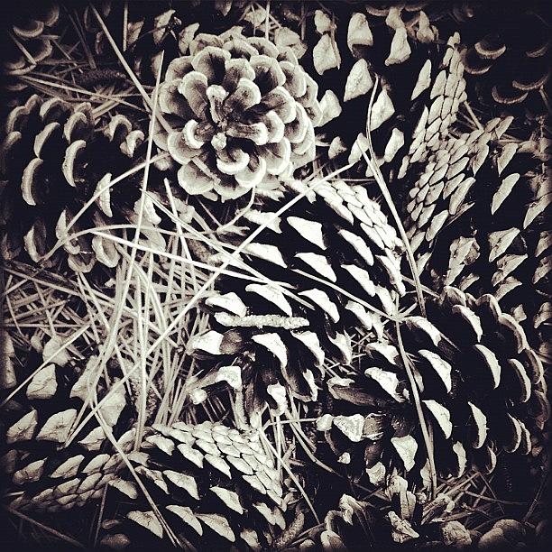 Pine Cones Are The Best Seeds Ever Photograph by Kevin Smith