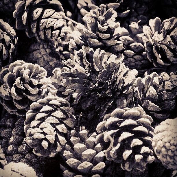 Fall Photograph - Pine Cones by Ben Smith