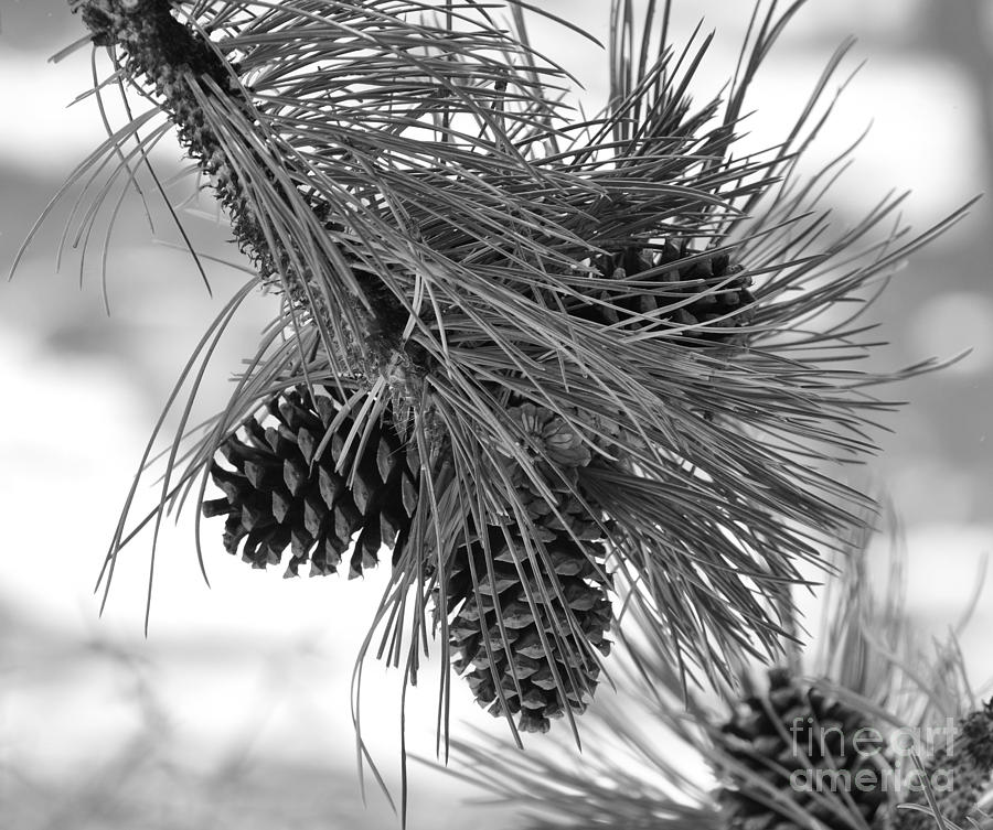 Pine Cones Photograph by Dorrene BrownButterfield